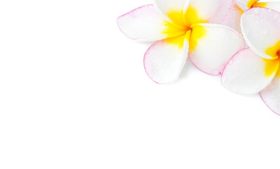 Fototapeta na wymiar Closeup Plumeria, Frangipanni pink and white color on white back