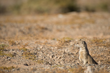 Yellow Mongoose at Burrow