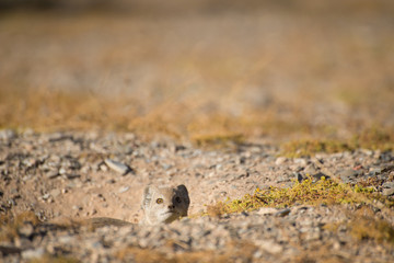 Yellow Mongoose sticking head out