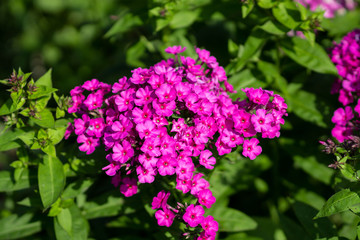 Phlox in the garden. Shallow depth of field.