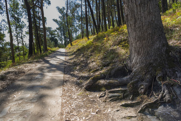 Hiking trail in Cies Islands (Pontevedra, Spain).