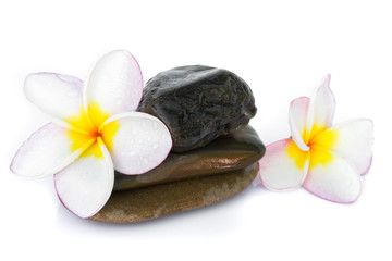 Plumeria flower on stone with white background for spa relax