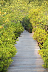 Mangrove trees of Thung  Prong Thong forest in Rayong at Thailand