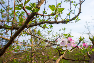 Pink and White Aplle Blossoms