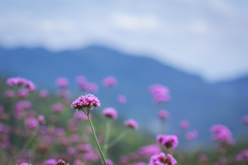 purple flowers on a blur mountain backgroung