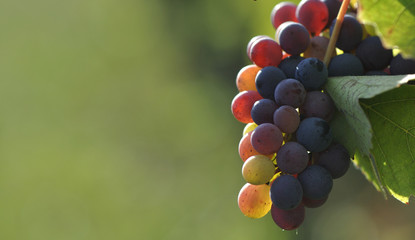 Couleurs de raisin