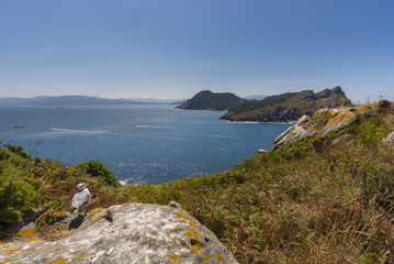 Fototapeta na wymiar Seagull lookit at San Martino Island (Cies Islands, Pontevedra - Spain).