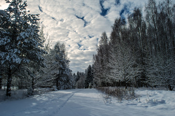 Path in snowy forest
