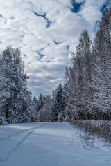 Obraz premium Footprints on the snow in forest