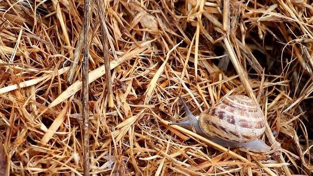 crawling snail closeup