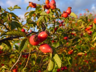 hip bush with ripe fruit