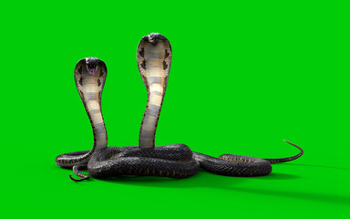 Fototapeta premium 3d King cobra two snake isolated on green background, 3d illustration