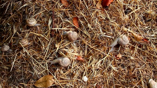 garden snail on straw