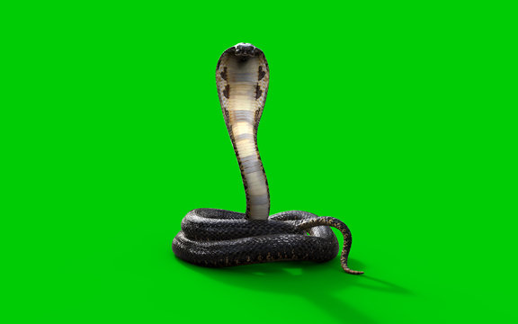 3d King cobra snake isolated on green background, 3d illustration