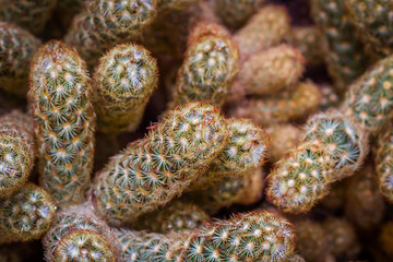 many cactus strange shape