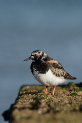 Ruddy Turnstone, Turnstone , Arenaria interpres