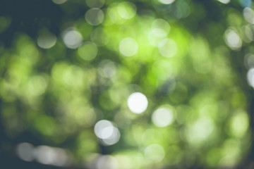 Obraz premium Beautiful green bokeh background