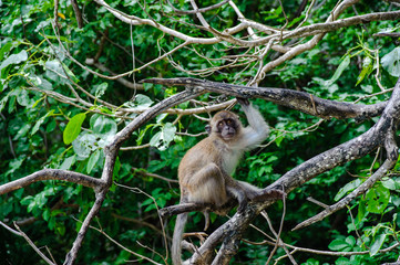 Macaque sitting on a mangrove tree. Macaca fascicularis