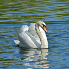 Swan with the open, spread wings