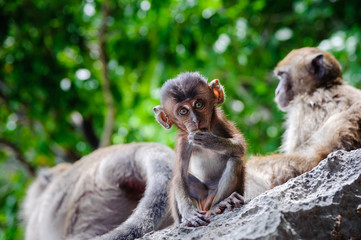Cub Macaca fascicularis sitting on a rock and eat. Baby monkeys on the Phi Phi Islands, Thailand