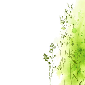 Herbs and flowers painted color line. Space for text. Vector drawing. Abstract watercolor