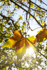 autumn colorful leaves in Catalonia
