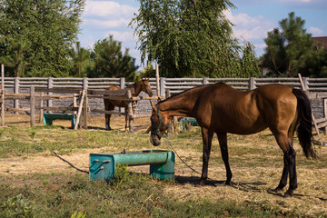 Fototapeta na wymiar Horses on the farm