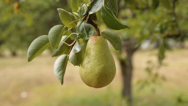 Picking pear