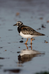 Ruddy Turnstone, Turnstone , Arenaria interpres