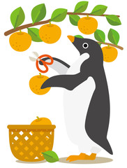 アデリーペンギンな日々　夏から秋へ梨狩りの季節