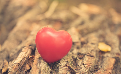 Fototapeta premium Love symbol on the tree trunk