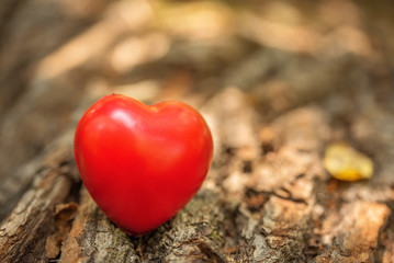 Fototapeta premium Love symbol on the tree trunk