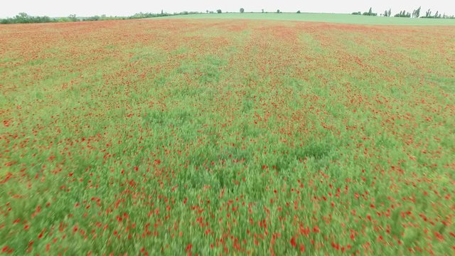 Aerial. Field with poppies
