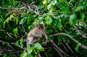 Macaque sitting on a mangrove tree. Macaca fascicularis