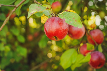Organic red apples on a branch ready to be harvested