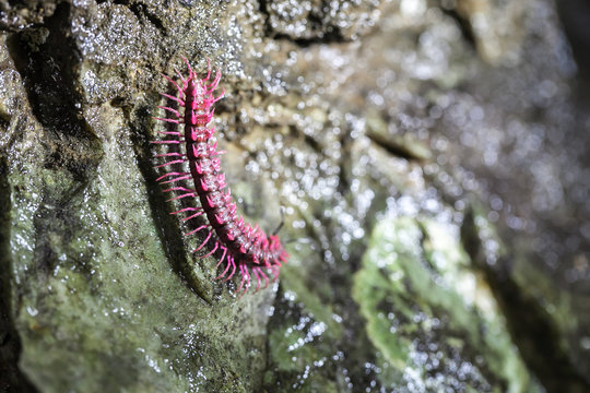 Shocking pink millipede (Desmocytes purpurosea), Found that only in Thailand