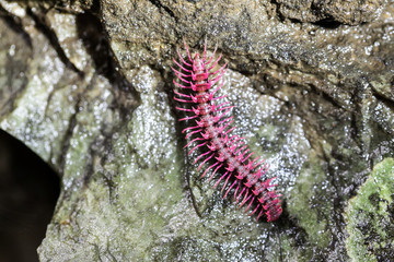 Shocking pink millipede (Desmocytes purpurosea), Found that only in Thailand