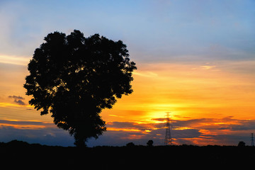 Silhouette tree and high voltage electricity pylon at time sunse