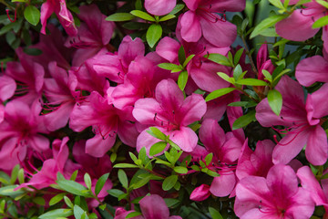 Pelargonium geranium group bright cerise pink flowers