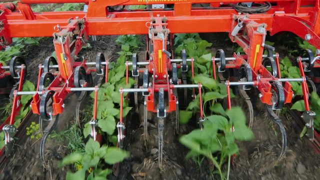 The mechanism cuts the weeds between the neat rows of sunflower. Top view