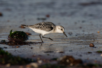 Sanderling, Calidris alba