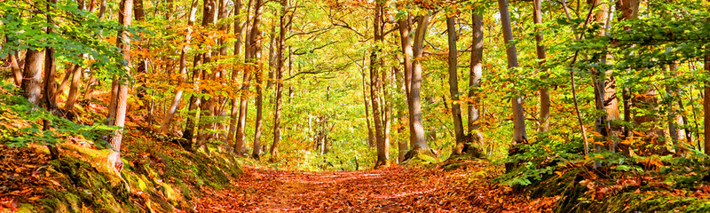 Path in a forest on a sunny autumn day, panorama