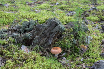 Old dry stump in the wood