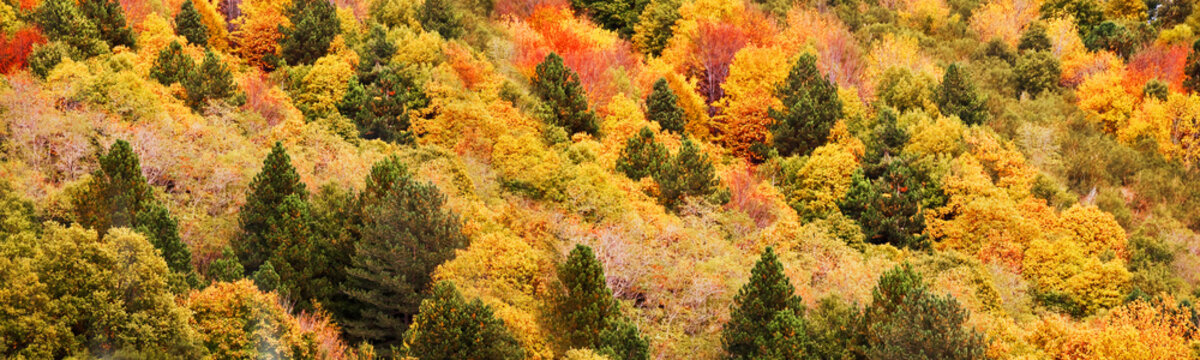 Panorama of yellow and orange trees in autumn in a forest