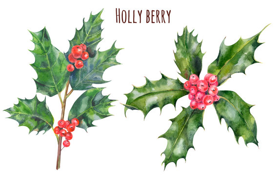 Set of Holly berry branches and leaves, Christmas decoration plant isolated on white background, watercolor painting, botanical illustration, vintage
