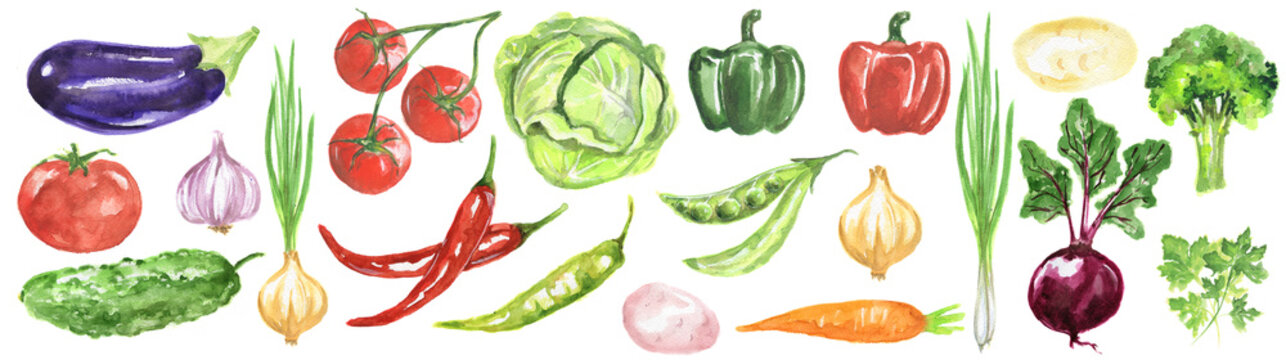 Watercolor vegetables set. Fresh and healthy vegetables on white background. Great source of vitamin. Eggplant, tomato, chili and more.