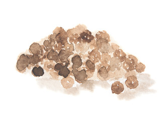 Watercolor black pepper on white background. Food seasoning and aromatherapy. Thai aromatic herb.