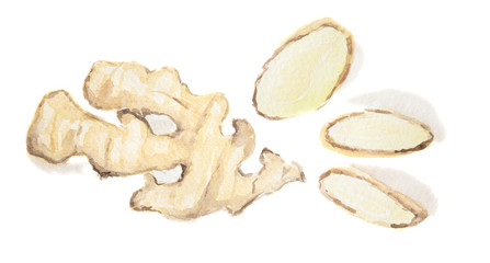 Watercolor isolated ginger. Spicy and pungent seasoning. Organic herbal vitamin. Ingredient for spicy food and beverage.