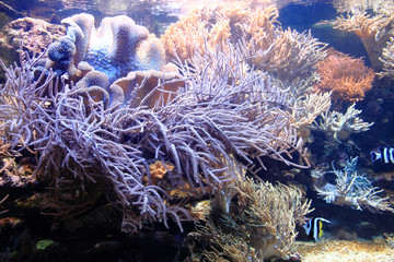 coral sea background