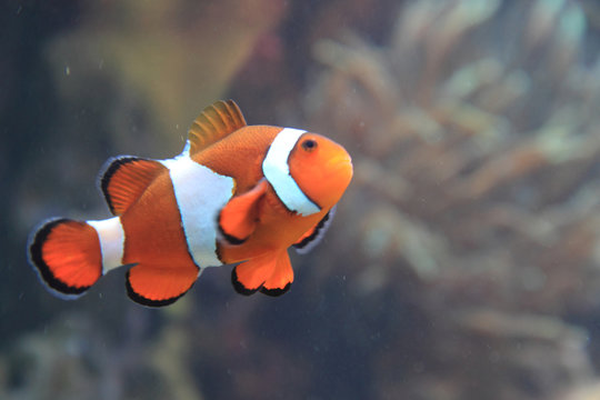 clown fish nemo
